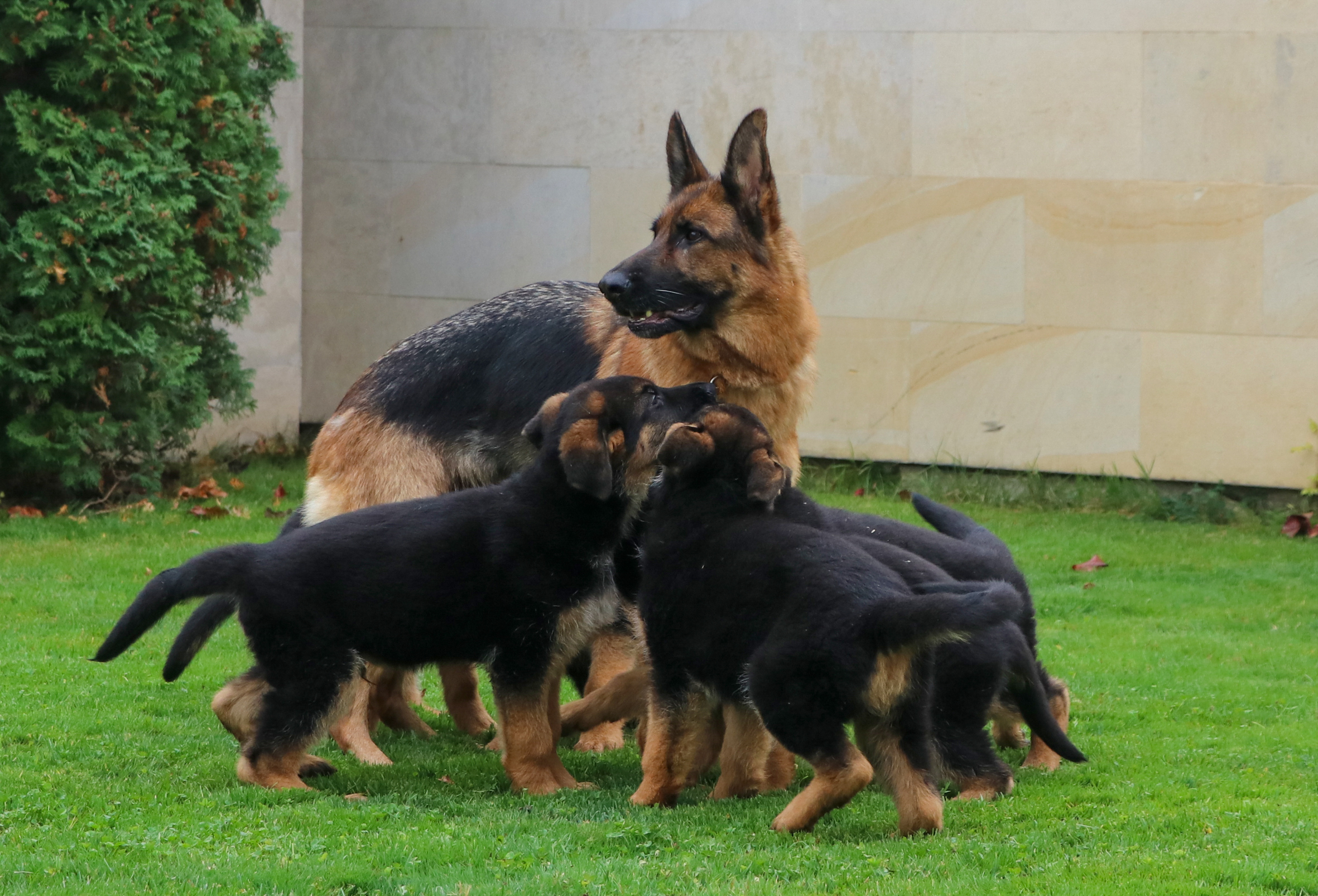 Generation D of Kennel von Evksinograd