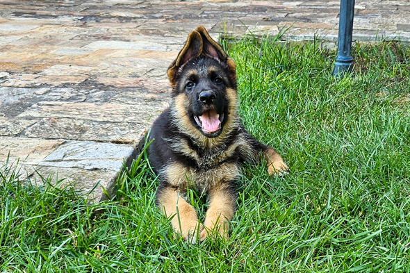 Generation S of Kennel von Evksinograd