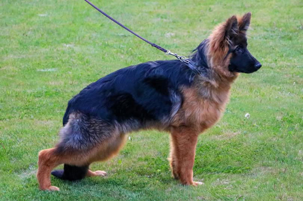 AVAILABLE LONG HAIRED FEMALE