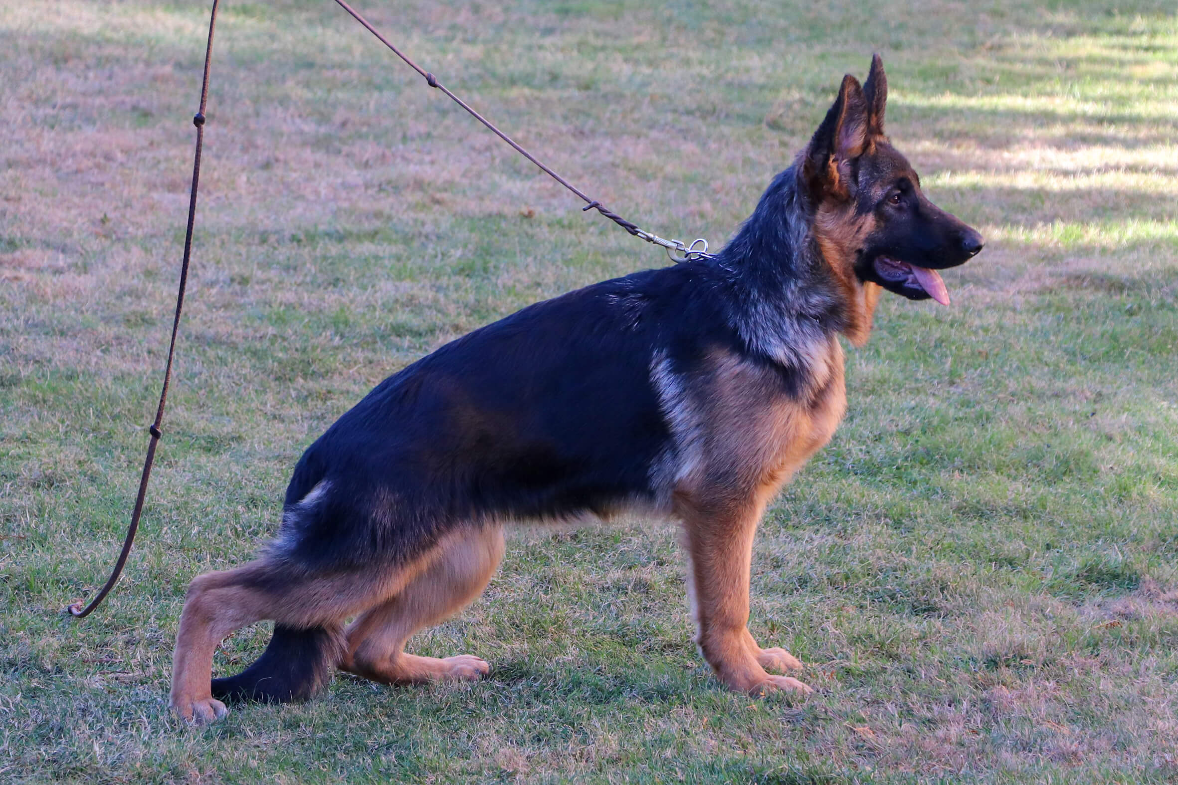 Daisy von Evksinograd