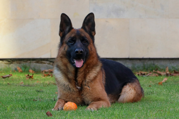 Fran von Evksinograd