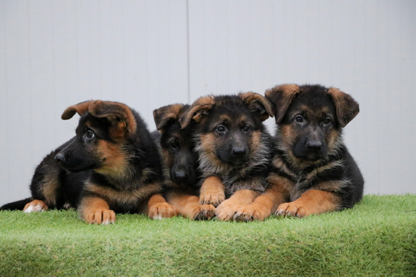 Available puppies in Kennel von Evksinograd