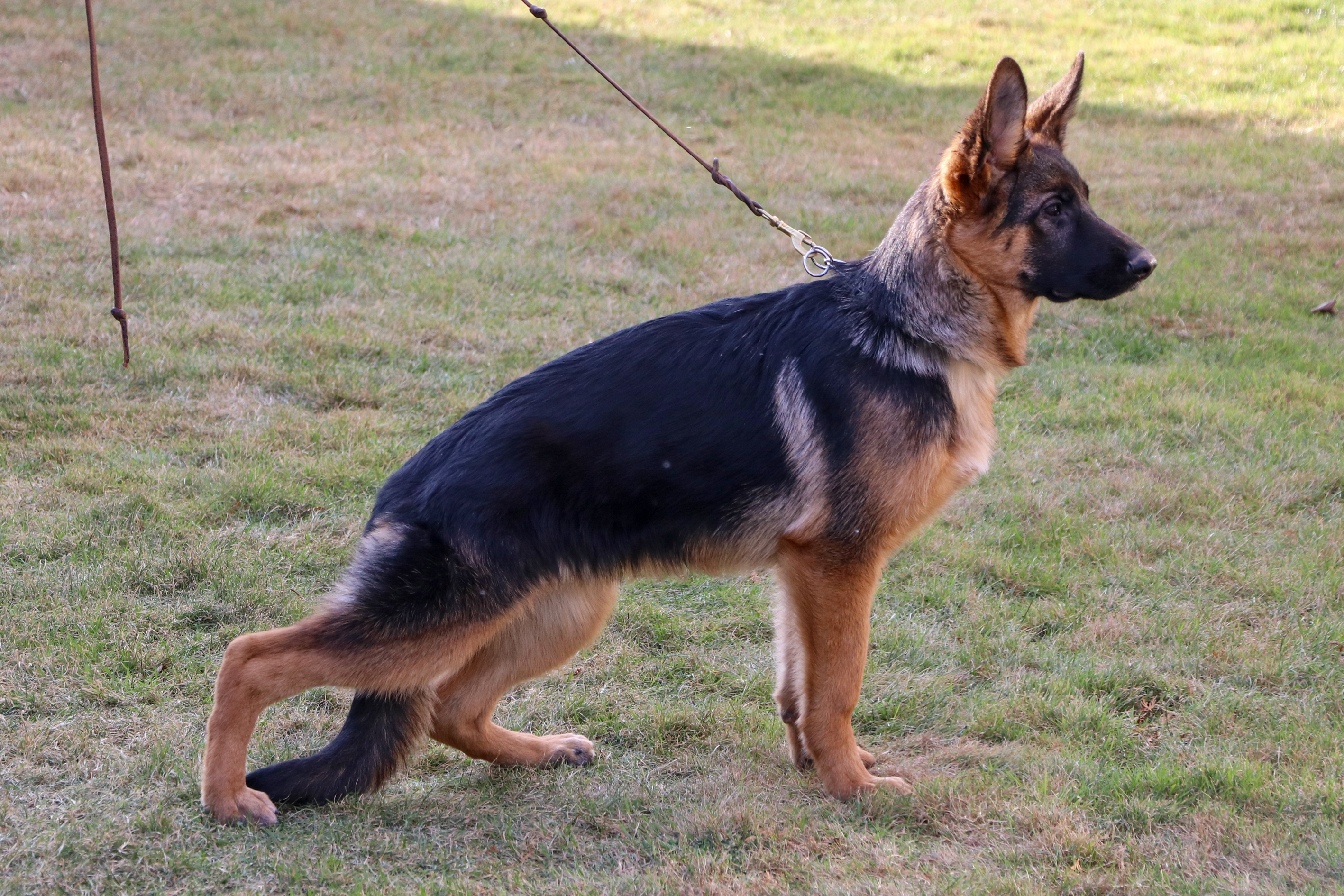 Dixy von Evksinograd