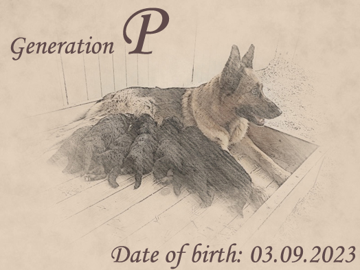 Litter by Uso vom Schniterteam x Goldie von Evksinograd