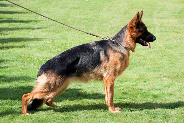 Gabbi von Evksinograd