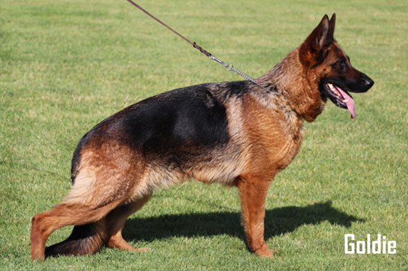 Goldie von Evksinograd