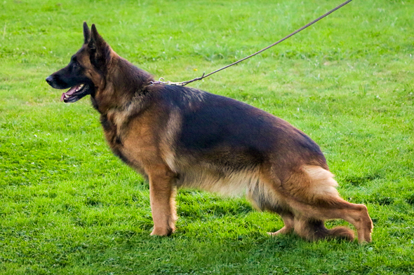 Jaya von Evksinograd