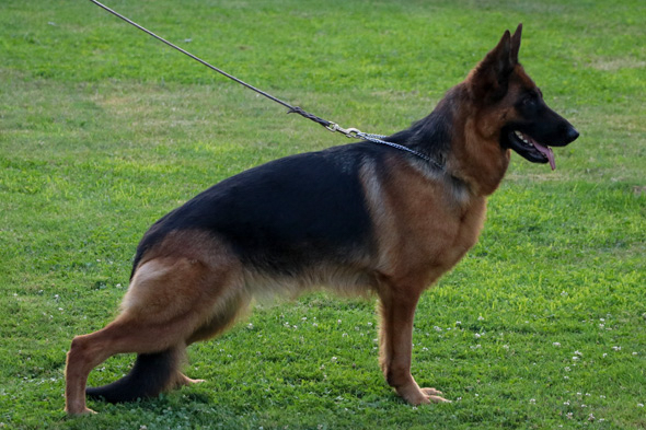 Nara von Evksinograd