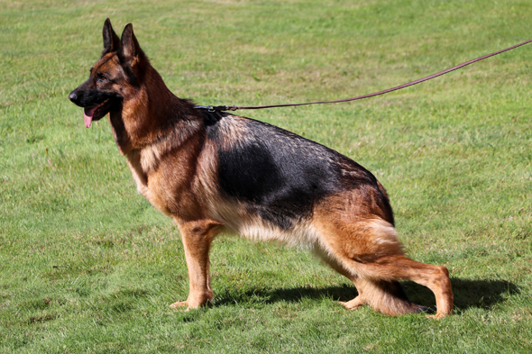 Olie von Evksinograd