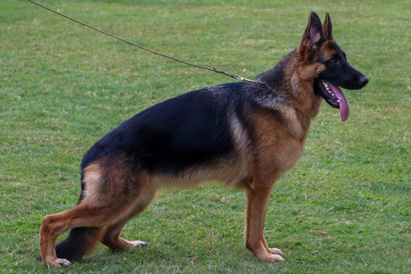 Rada von Evksinograd