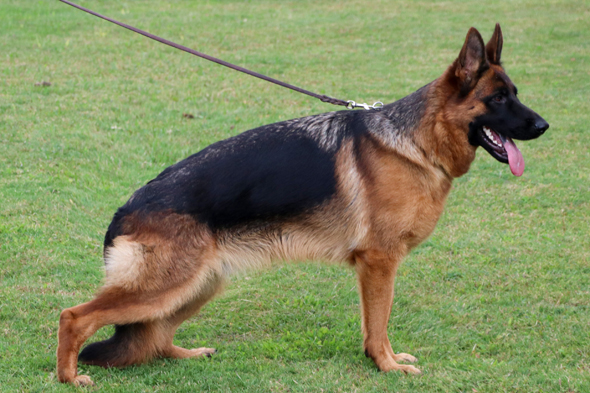 Rafa von Evksinograd