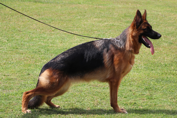 Randy von Evksinograd