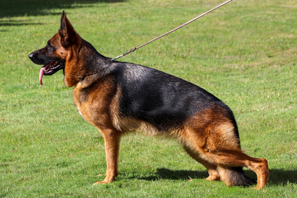 Xendy von Evksinograd