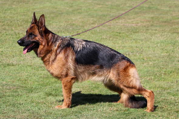 Zara von Evksinograd