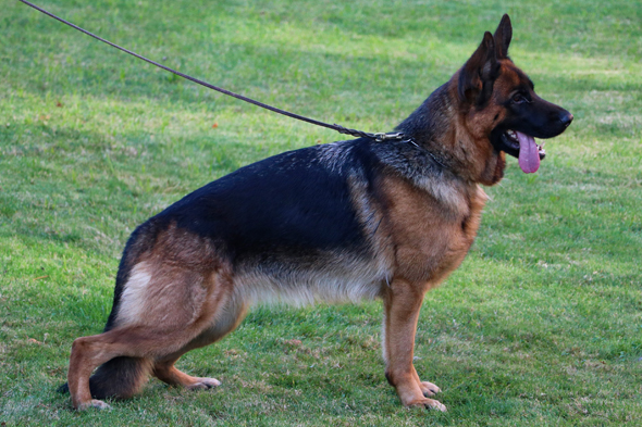 Fran von Evksinograd