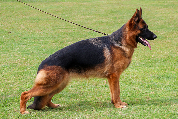 Rony von Evksinograd